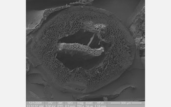 Scanning electron microscope view of the stem anatomy of the lycophyte <i>Selaginella</i>.