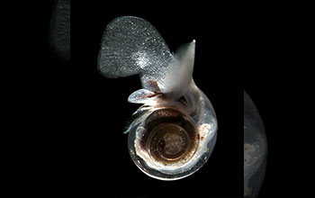 The pteropod <em>Limacina helicina</em>, most common pelagic snail found in polar waters.