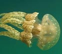 Photo of jellyfish known to scientists as Mastigias following the sun in Palau's Jellyfish Lake.