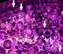 A cross-section of the fibula of Limusaurus, used to determine the animal's age.