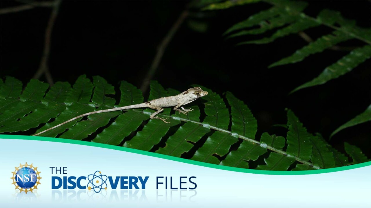 a lizard on a leaf