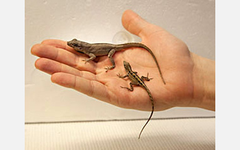 Photo showing a hand holding a smaller female anole and a larger male anole.