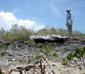 Short, narrow vegetation.