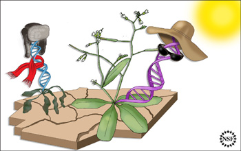 Illustration showing two plants, one dying, the other thriving, determined by small number of genes.