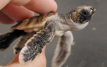 Photo of a loggerhead hatchling.