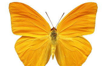 Large orange sulphur (<em>Phoebis agarithe</em>) butterfly