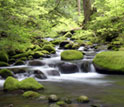 Photo of a stream flowing through a forest.