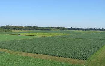 green fields at the Kellogg Biological Station LTER Site.