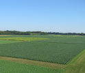 green fields at the Kellogg Biological Station LTER Site.