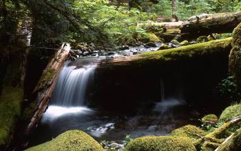 stream in  a forest