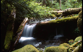 a stream flowing through a forest in the H.J. Andrews LTER site.