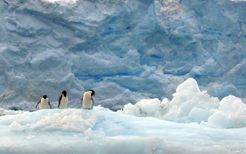 Photo of Adelie penguins near the Palmer Station LTER site in Antarctica.