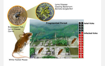 Lyme disease transmission is related to forest ecology.