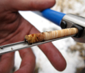 Core from a Douglas fir tree showing the annual growth of the stem.