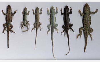 Lizards lined up showing the variation in sizes among them.