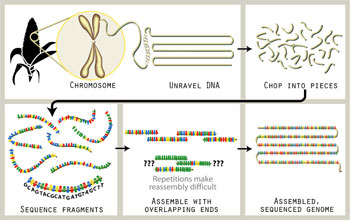 sequencing process