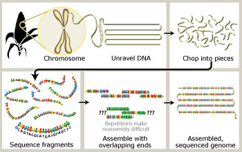 How the maize genome will be sequenced