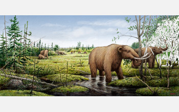 Illustration showing mastodons grazing on black ash trees in a Pleistocene swamp.