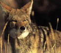 Photo of a coyote.