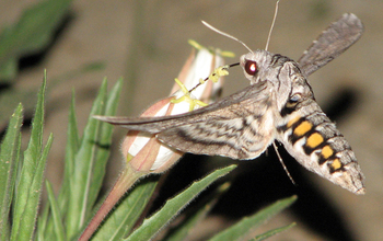 A hawkmoth drinking nectar from a flower