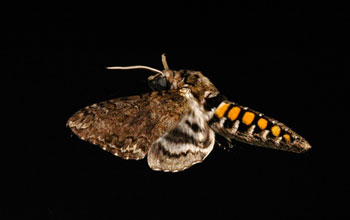 Hawk Moth <em>Manduca sexta</em>