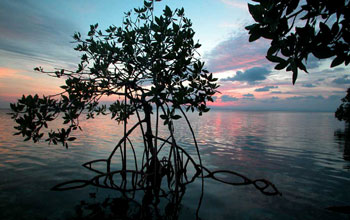 Sunset on Mangal Cay