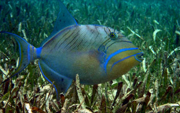 Queen Triggerfish (<em>Balistes vetula</em>)