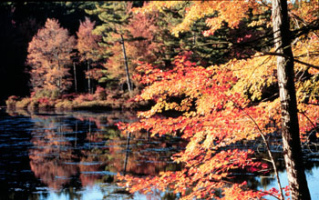Photo of a New Englan fall scence along a pond lined with maples.