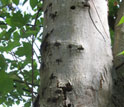 Photo of an infested Worcester maple, showing exit holes from adult Asian longhorned beetles.