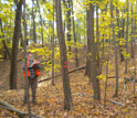 Photo of scientist Kevin Dodds assessing a beetle-laden tree near Worcester, Mass.