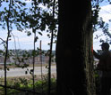 Photo of Kevin Dodds with an Asian longhorn beetle-infested tree.