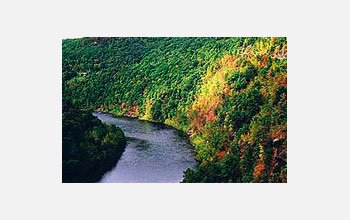 a river flowing through forest underlain by the Marcellus Shale Formation.