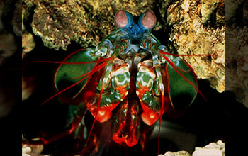 Mantis shrimp (<em>Odontodactylus scyllarus</em>)