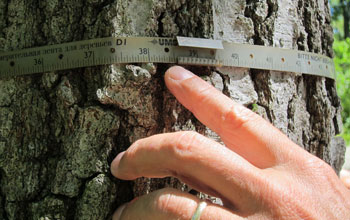 tree diameter measurement