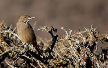 Photo of a mero, also known as the giant shrike-tyrant.