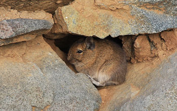 Photo of a degu, a mammal endemic to Chile.