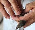 Close-up of hands radiotagging a Swainson's thrush