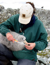 Measureing bill of a giant petrel chick