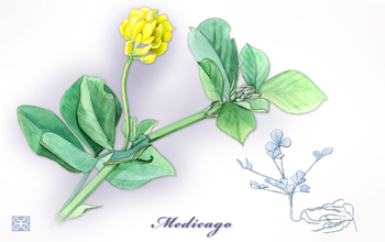 Illustration of Medicago truncatula, a small legume that adapts to high salinity.