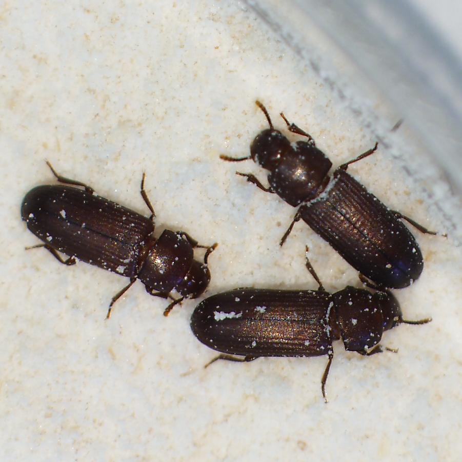Scientists have studied red flour beetles to learn more about how invasive species spread.