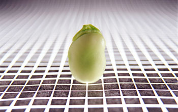 Illustration of a soybean above a grid.