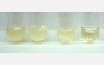Cloudy liquids show bacterial growth; tube with clear liquid contains penicillin-coated surface.