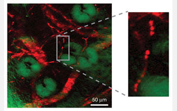 Image of individual red blood cells lined up within a single capillary in a mouse's ear.