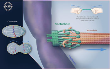 Tighter grip on cell division