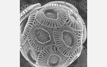 the coccolithophore Emiliana huxleyi.