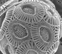 the coccolithophore Emiliana huxleyi.