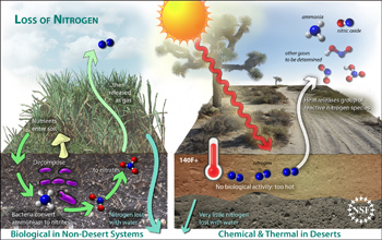 Two schematics showing pathways of nitrogen loss in a non-desert and desert systems.