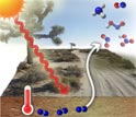 Two schematics showing pathways of nitrogen loss in a non-desert and desert systems.