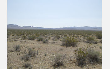 Photo of shrubs in the Mojave Desert.