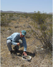 Photo of Carrie McCalley installing soil collars used to measure nitrogen flux in desert soils.